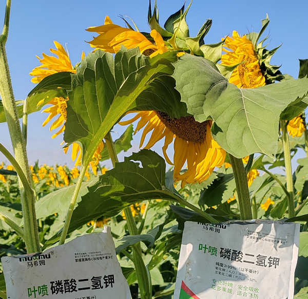向日葵施肥-马希姆磷酸二氢钾