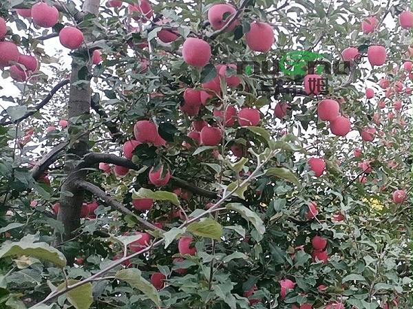 水溶肥-苹果用马希姆菌酶水溶肥效果