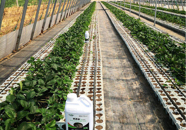 草莓施肥-马希姆根满迪生根剂