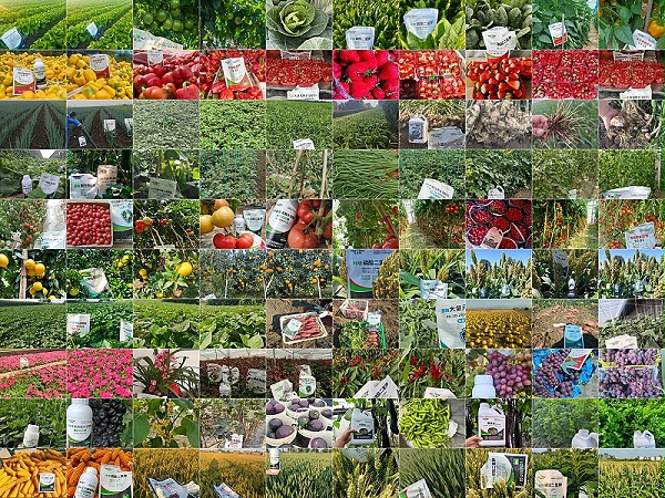 各作物使用马希姆水溶肥效果