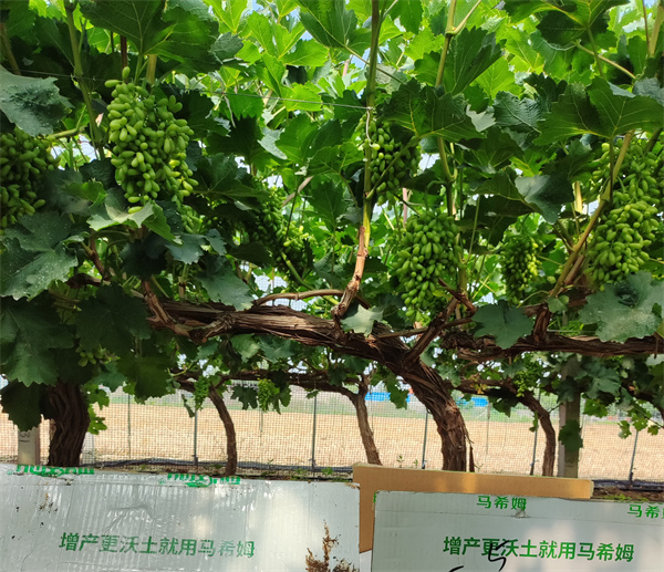 葡萄施肥-马希姆菌酶水溶肥 
