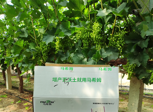 葡萄施肥-马希姆菌酶水溶肥