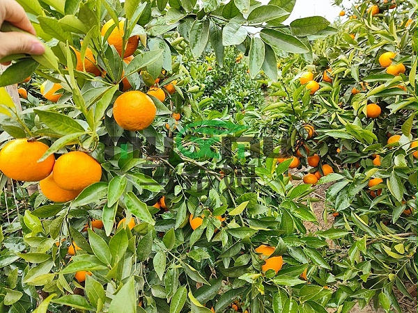 水溶肥厂家-柑橘用马希姆菌酶水溶肥效果