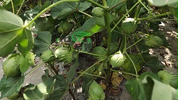 水溶肥，棉花基地张老板认可菌酶腐植酸