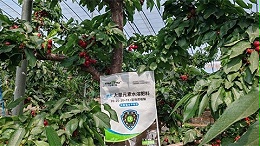 樱桃转色期管理，打造高品质果实