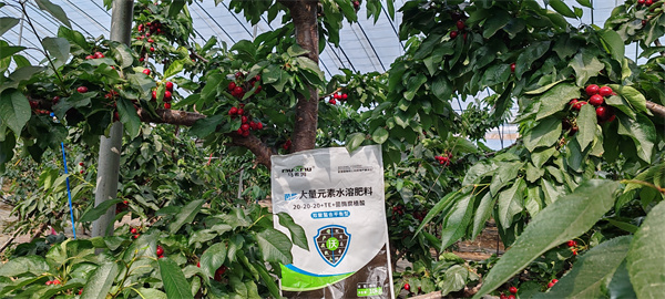 樱桃施肥-马希姆菌酶水溶肥