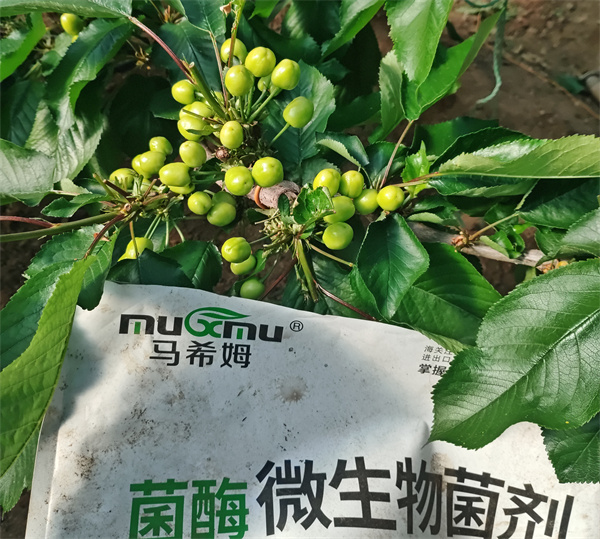 樱桃种植-马希姆微生物菌剂