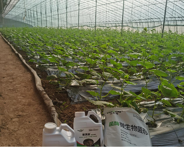 黄瓜施肥-马希姆菌酶水溶肥