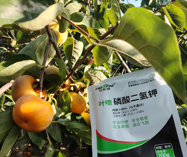 柿子施肥-马希姆磷酸二氢钾