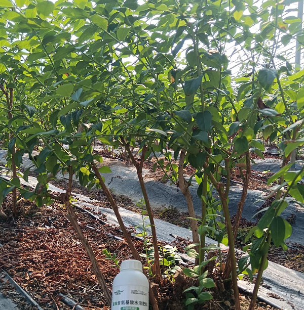 蓝莓施肥-马希姆含氨基酸水溶肥