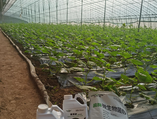 黄瓜施肥-马希姆菌酶水溶肥