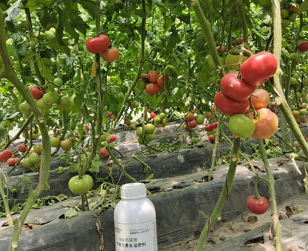 番茄施肥-马希姆钙镁微中量元素水溶肥