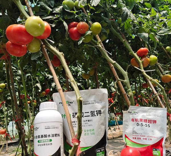 番茄施肥-马希姆菌酶水溶肥