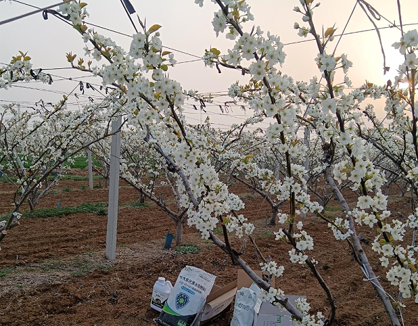 梨树施肥-马希姆菌酶水溶肥