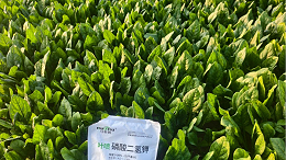 磷酸二氢钾——种植者的提质增产好帮手