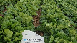 白菜施肥技术与注意事项