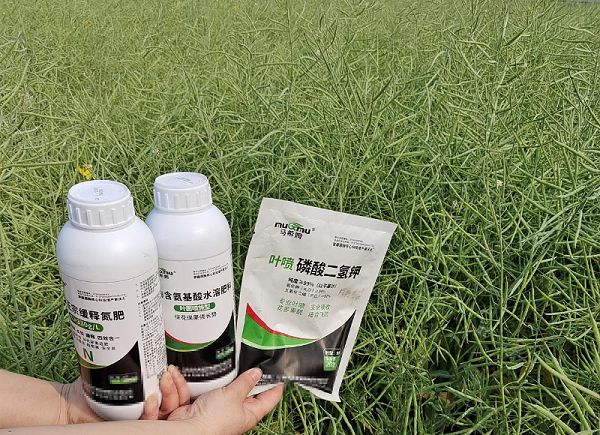 油菜种植-马希姆菌酶水溶肥