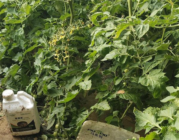 番茄施肥-马希姆菌酶水溶肥 