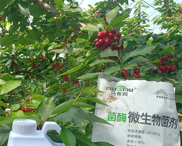 樱桃施肥-马希姆菌酶水溶肥 