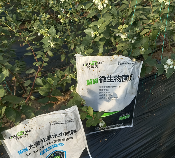 蓝莓施肥-马希姆大量元素水溶肥 +微生物菌剂