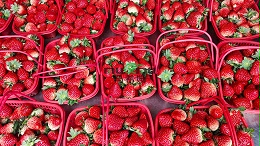 草莓转色不均匀如何破解？