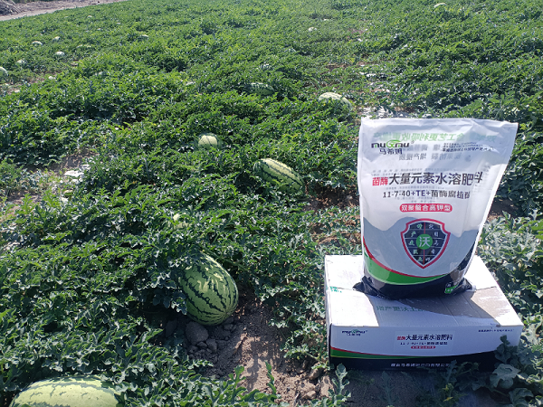 西瓜施肥-马希姆高钾大量元素水溶肥