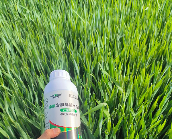 小麦施肥-马希姆含氨基酸水溶肥