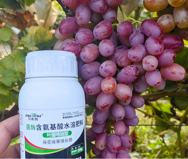 葡萄施肥-马希姆含氨基酸水溶肥