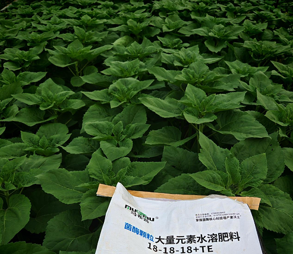 向日葵施肥-马希姆颗粒大量元素水溶肥