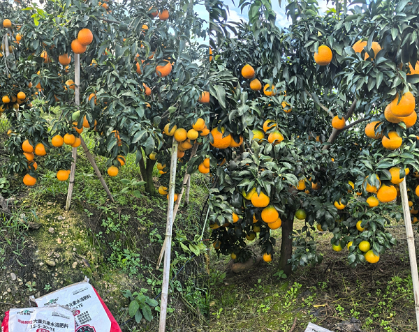 柑橘施肥-马希姆颗粒大量元素水溶肥