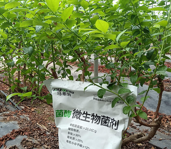 蓝莓施肥-马希姆微生物菌剂