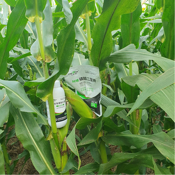 玉米种植-马希姆菌酶特种肥