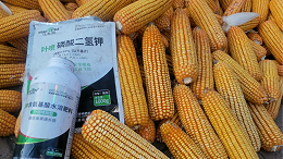 玉米种植高产优质管理要点