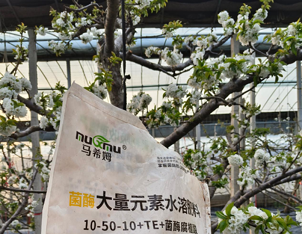 樱桃施肥—马希姆高磷大量元素水溶肥