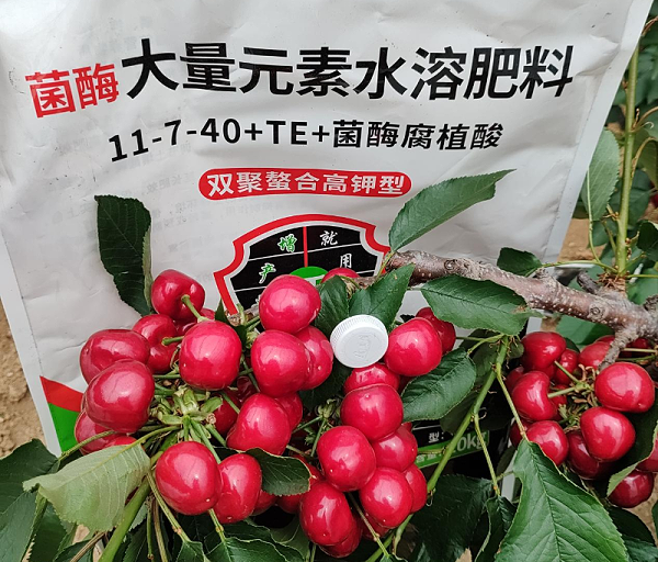 樱桃施肥—马希姆高钾大量元素水溶肥