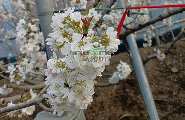 樱桃施肥—马希姆菌酶水溶肥