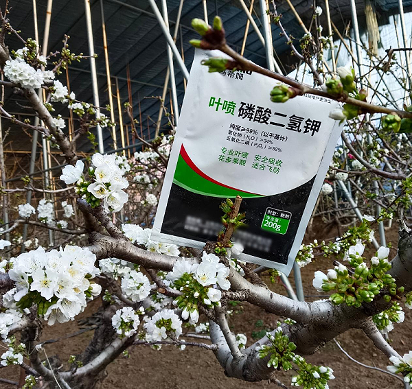 樱桃施肥—马希姆磷酸二氢钾
