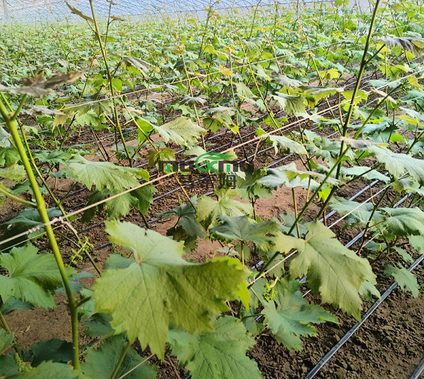 葡萄施肥—马希姆菌酶水溶肥