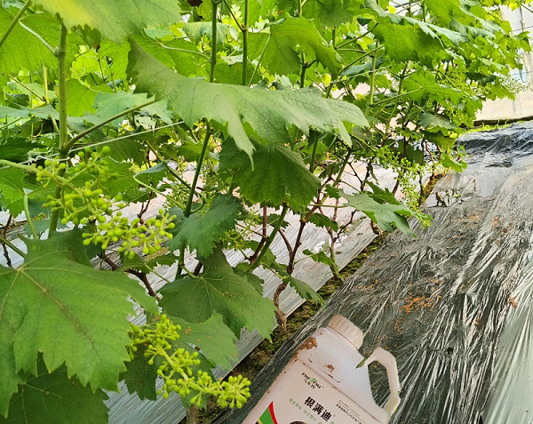 葡萄施肥—马希姆根满迪生根剂