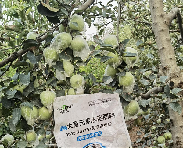 苹果施肥—马希姆平衡大量元素水溶肥
