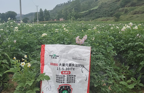 土豆施肥—马希姆高钾颗粒大量元素水溶肥