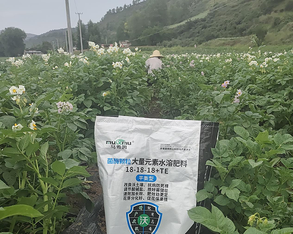 土豆施肥—马希姆平衡颗粒大量元素水溶肥
