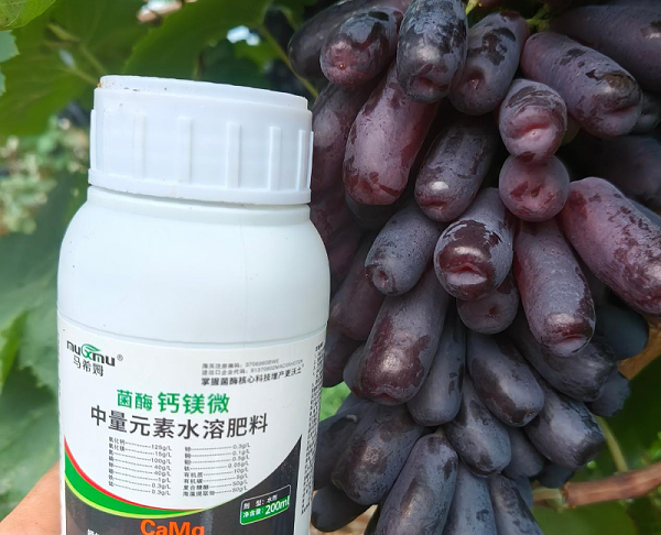 葡萄施肥—马希姆钙镁微中量元素水溶肥