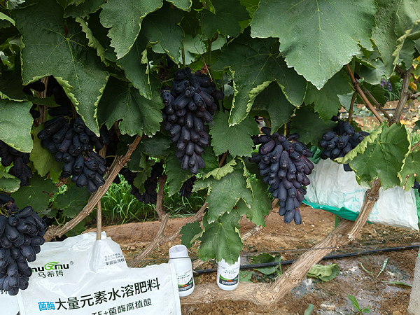 葡萄施肥-马希姆大量元素水溶肥