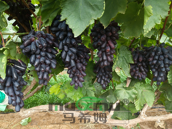 葡萄施肥-马希姆水溶肥