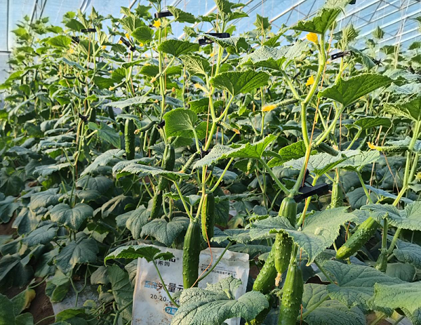 黄瓜施肥-马希姆大量元素水溶肥