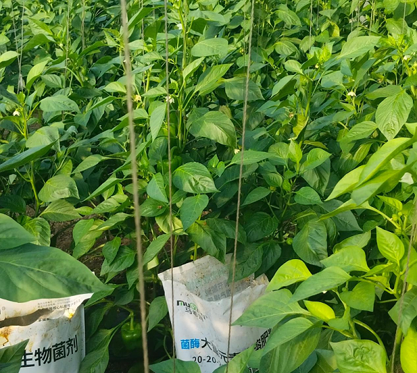 辣椒施肥-马希姆菌酶水溶肥