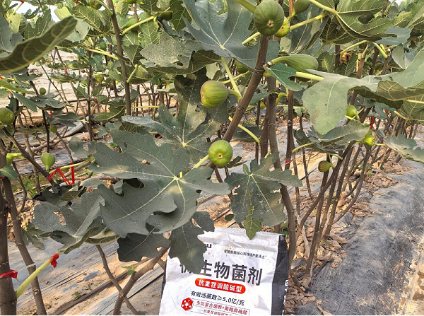 无花果施肥-马希姆颗粒微生物菌剂