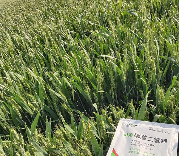 小麦施肥—马希姆磷酸二氢钾