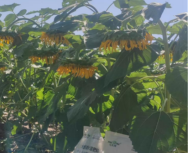 葵花种植—马希姆菌酶特种肥